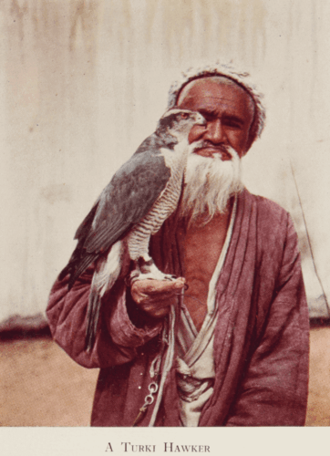 A Turki Hawker