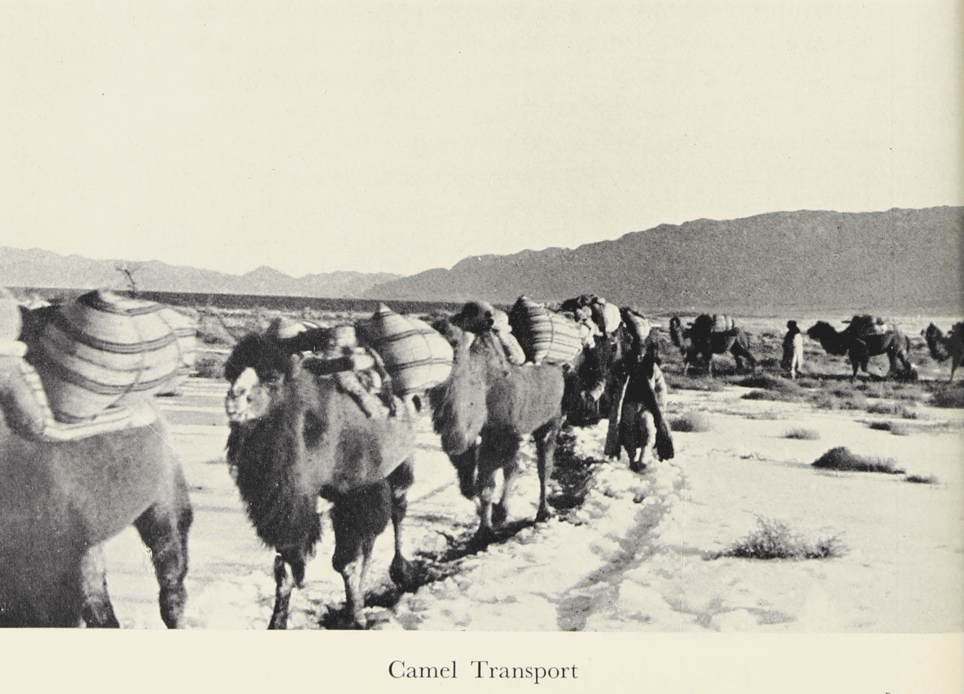 Camel Transport